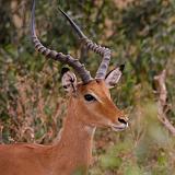 TANZANIA - Lake Manyara National Park - 25